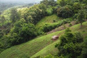 Natural landscape view of corn field and rice field Deforestation of Thailand rain forest for corn and rice plantations, Nan province photo