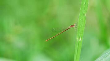 A Tiny Red Damsefly perched on the branch photo