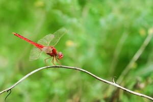 A red-veined darter or nomad dragonfly is perched on a branch photo