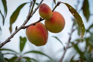 Fresh organic peaches on the tree in garden photo