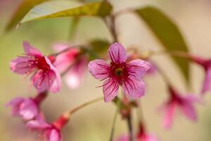 Pink tree of Wild Himalayan Cherry blossom or thai sakura flower tree at Chiang Mai Thailand photo