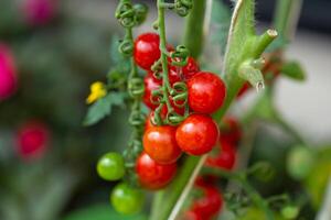 Fresh organic cherry tomatoes on tree in the garden photo