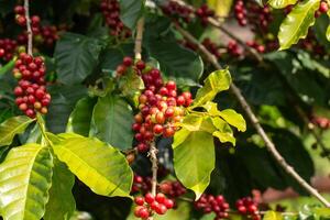 Cherry coffee beans on the branch of coffee plant photo