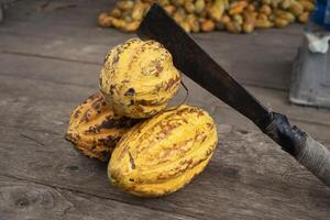 Cocoa pod on the cacao tree, Fresh yellow cocoa pod under the cacao tree on a farm photo