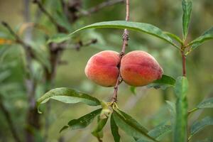 Fresh organic peaches on the tree in garden photo