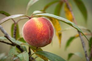Fresh organic peaches on the tree in garden photo