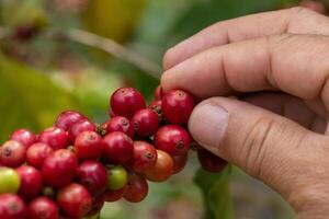 Coffee farmer picking ripe cherry beans for harvesting photo