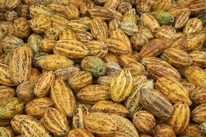 Fresh cocoa pod cut exposing cocoa seeds, with a cocoa plant photo