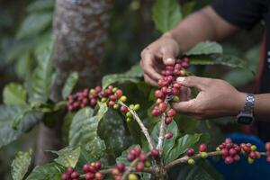 Coffee farmer picking ripe cherry beans photo