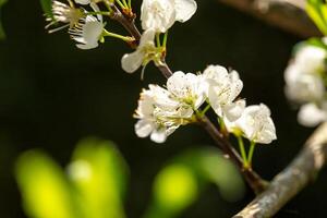 Close up of Write Plum flower blooming in spring. selective focus photo