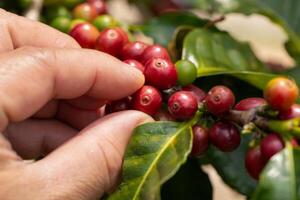 Harvesting Ripe red coffee berries from the branches of coffee trees with Hand photo