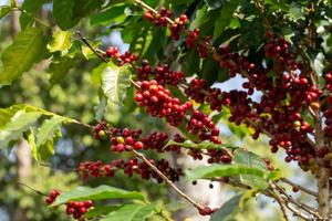 Cherry coffee beans on the branch of coffee plant photo