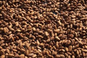 Cocoa beans, or cacao beans being dried on a drying platform after being fermented photo