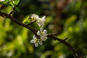 Close up of Write Plum flower blooming in spring. selective focus photo