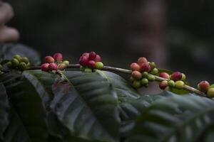 Coffee farmer picking ripe cherry beans photo