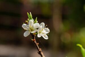 Close up of Write Plum flower blooming in spring. selective focus photo