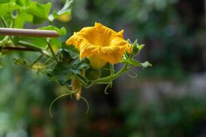 Zucchini plant. Zucchini flower. Green vegetable marrow growing on bush photo