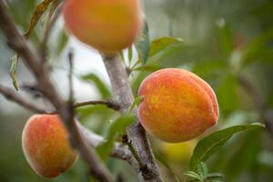 Fresh organic peaches on the tree in garden photo