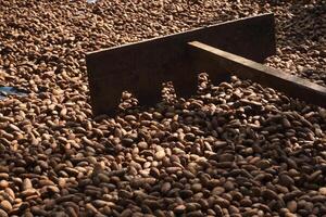 Cocoa beans, or cacao beans being dried on a drying platform after being fermented. photo