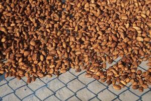 Cocoa beans, or cacao beans being dried on a drying platform after being fermented photo