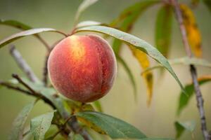 Fresh organic peaches on the tree in garden photo