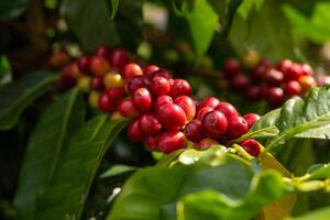 Cherry coffee beans on the branch of coffee plant photo