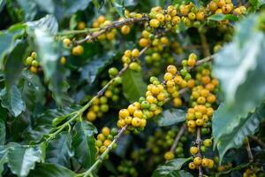 Arabica coffee beans color yellow CatiMor ripening on tree photo