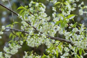 White Wild Himalayan Cherry blossom or thai sakura flower tree at Chiang Mai Thailand photo