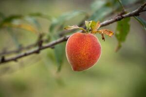 Fresh organic peaches on the tree in garden photo