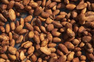 Cocoa beans, or cacao beans being dried on a drying platform after being fermented photo