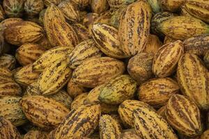 Fresh cocoa pod cut exposing cocoa seeds, with a cocoa plant photo