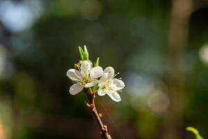 cerca arriba de escribir ciruela flor floreciente en primavera. selectivo atención foto