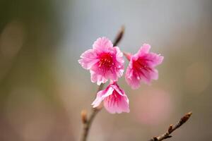 Close up of Pink Plum flower blooming in spring. selective focus photo