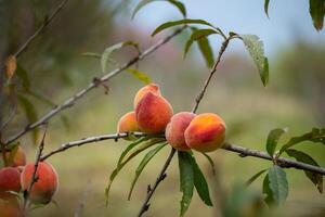 Fresh organic peaches on the tree in garden photo