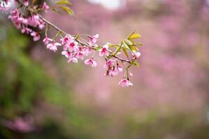 Pink tree of Wild Himalayan Cherry blossom or thai sakura flower tree at Chiang Mai Thailand photo