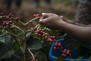 Coffee farmer picking ripe cherry beans photo