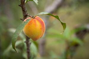 Fresh organic peaches on the tree in garden photo