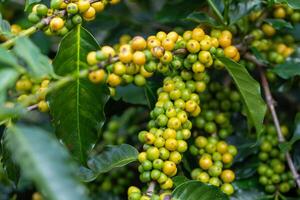 Arabica coffee beans color yellow CatiMor ripening on tree photo