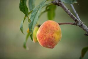 Fresco orgánico duraznos en el árbol en jardín foto