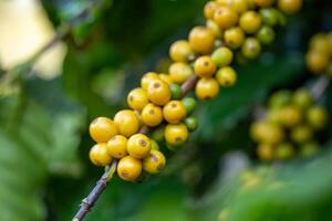 Arabica coffee beans color yellow CatiMor ripening on tree photo
