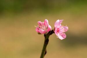 cerca arriba de rosado ciruela flor floreciente en primavera. selectivo atención foto