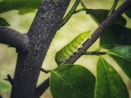 Green Papilio machaon butterfly caterpillar on green leaf plant on a summer day photo