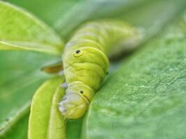 verde papilio machaon mariposa oruga en verde hoja planta en un verano día foto