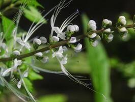 Orthosiphon aristatus, also known as cat's whiskers, can be made into an effective medicine photo