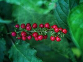 Small red berries on a green branch. Thai plants, Asian nature photo