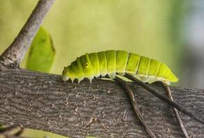 Green Papilio machaon butterfly caterpillar on green leaf plant on a summer day photo