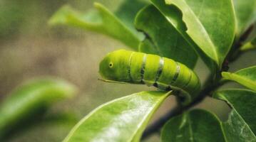 Green Papilio machaon butterfly caterpillar on green leaf plant on a summer day photo