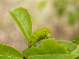 Green Papilio machaon butterfly caterpillar on green leaf plant on a summer day photo