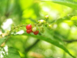 Small red berries on a green branch. Thai plants, Asian nature photo