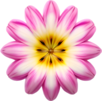 AI generated Flower icon, close-up of a cute colorful flower icon. png